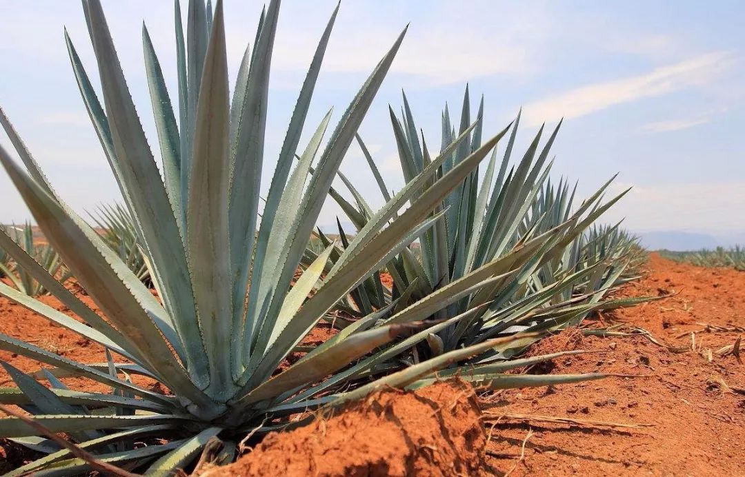 开云体育官网-墨西哥球员新赛季表现出色，成为新宠